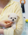 Teddy Bichon - Polly