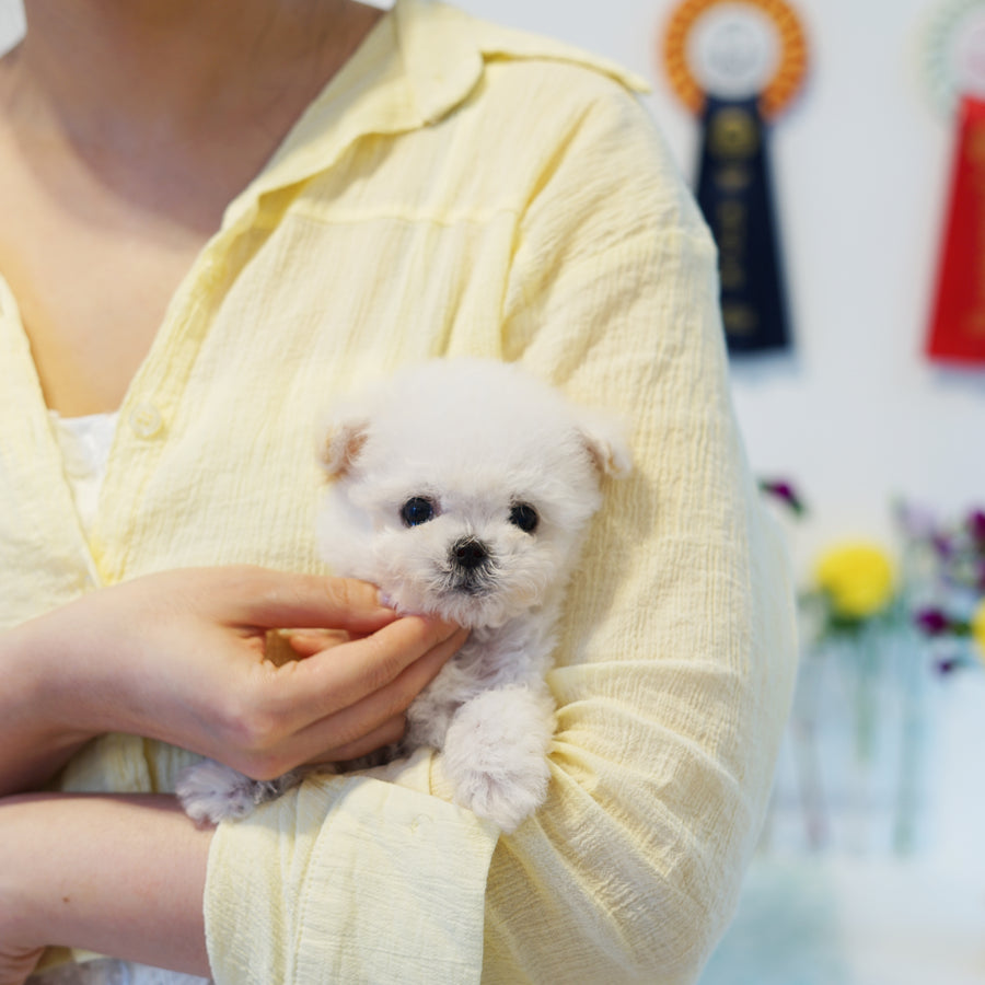 Teddy Bichon - Polly