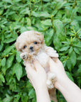 Mini Maltipoo - Peach