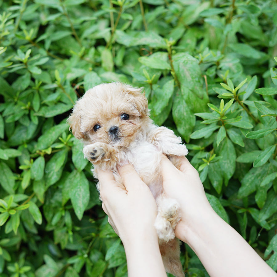 Mini Maltipoo - Peach