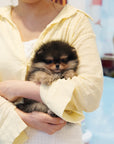 Pomeranian - Ferdianand