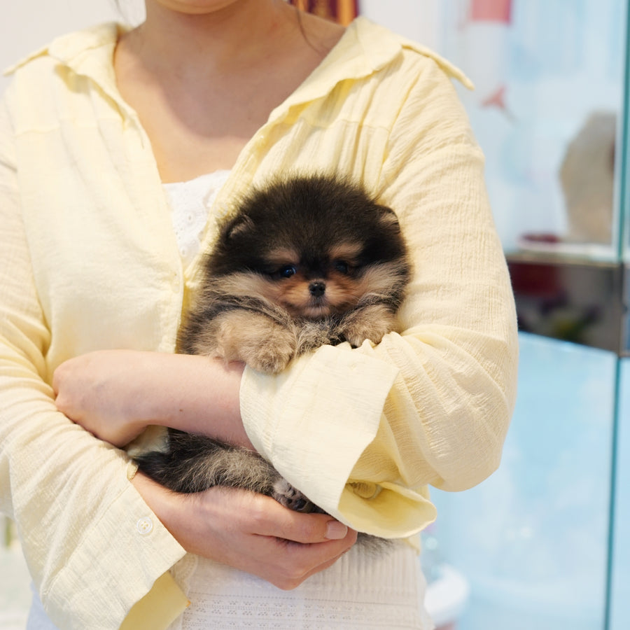 Pomeranian - Ferdianand