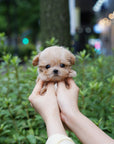 Mini Maltipoo - Mickey