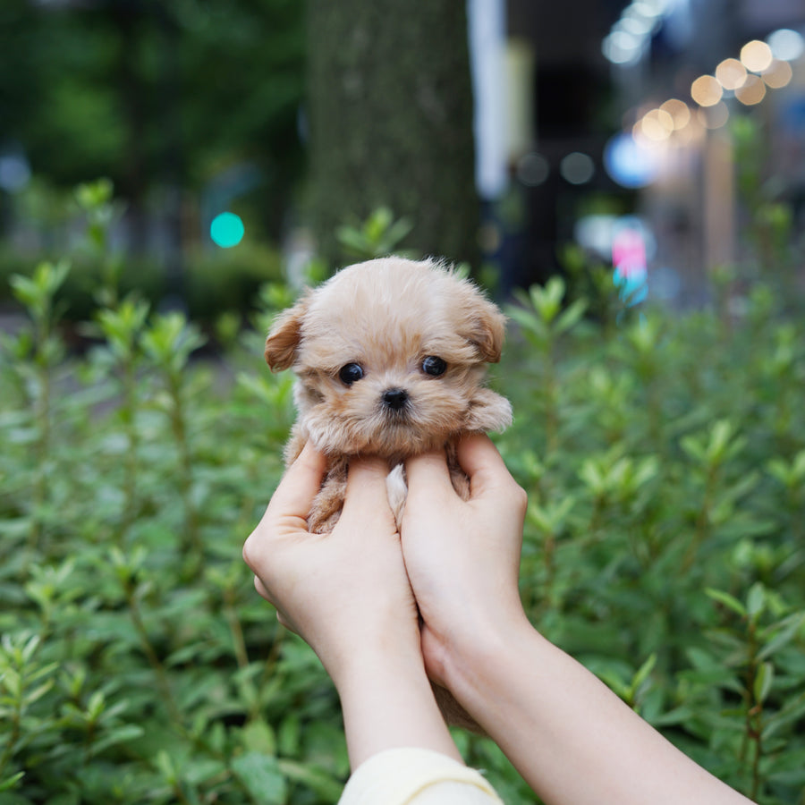 Mini Maltipoo - Mickey