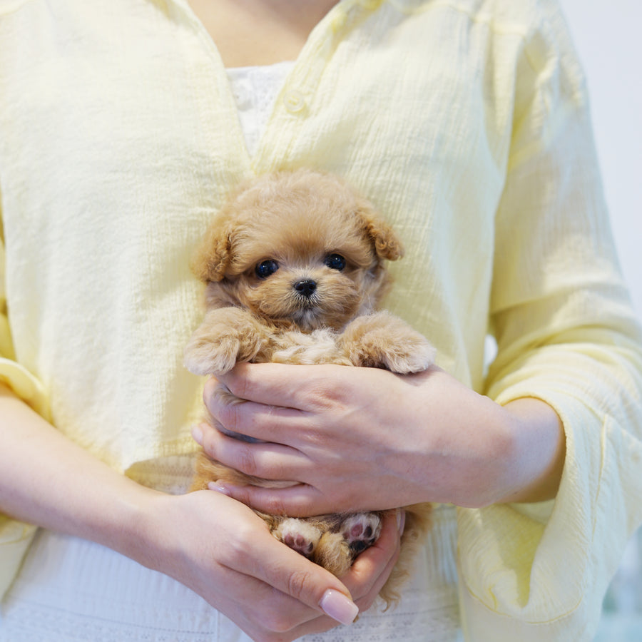 Mini Maltipoo - Mini