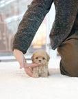 Mini Maltipoo - Linney