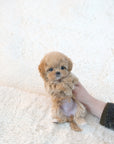 Mini Maltipoo - Linney