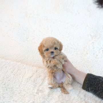 Mini Maltipoo - Linney