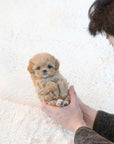 Mini Maltipoo - Linney