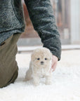 Tiny Poodle - Peter