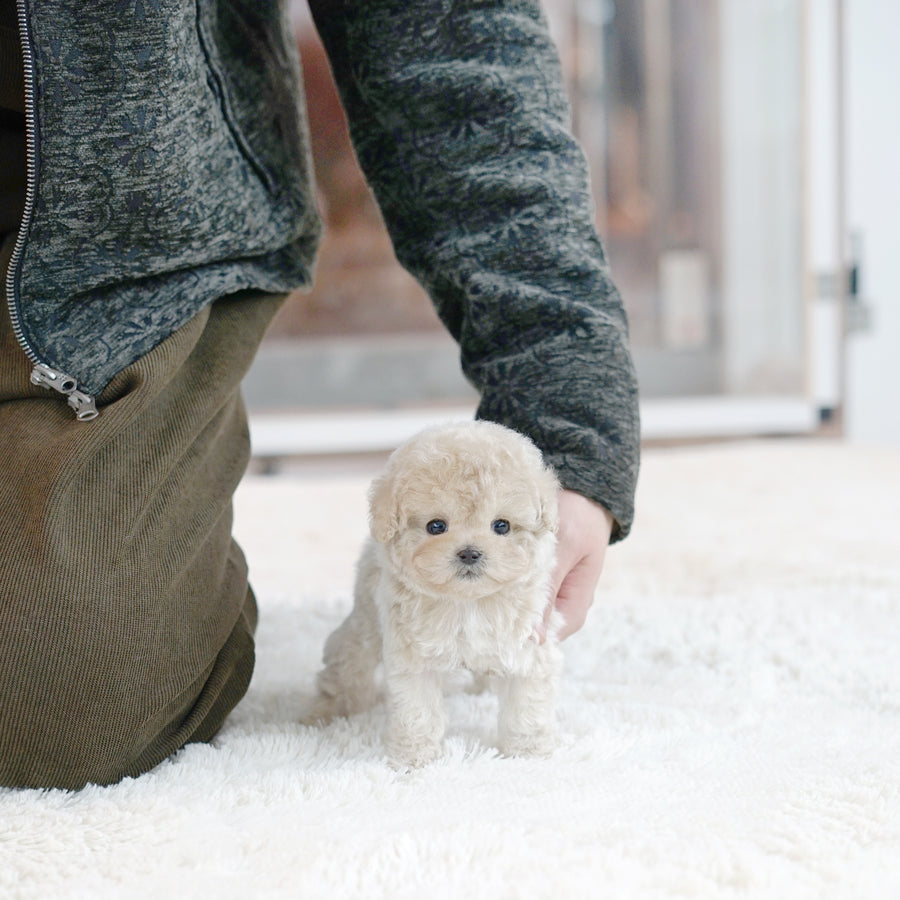 Tiny Poodle - Peter