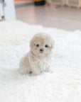 Tiny Poodle - Peter