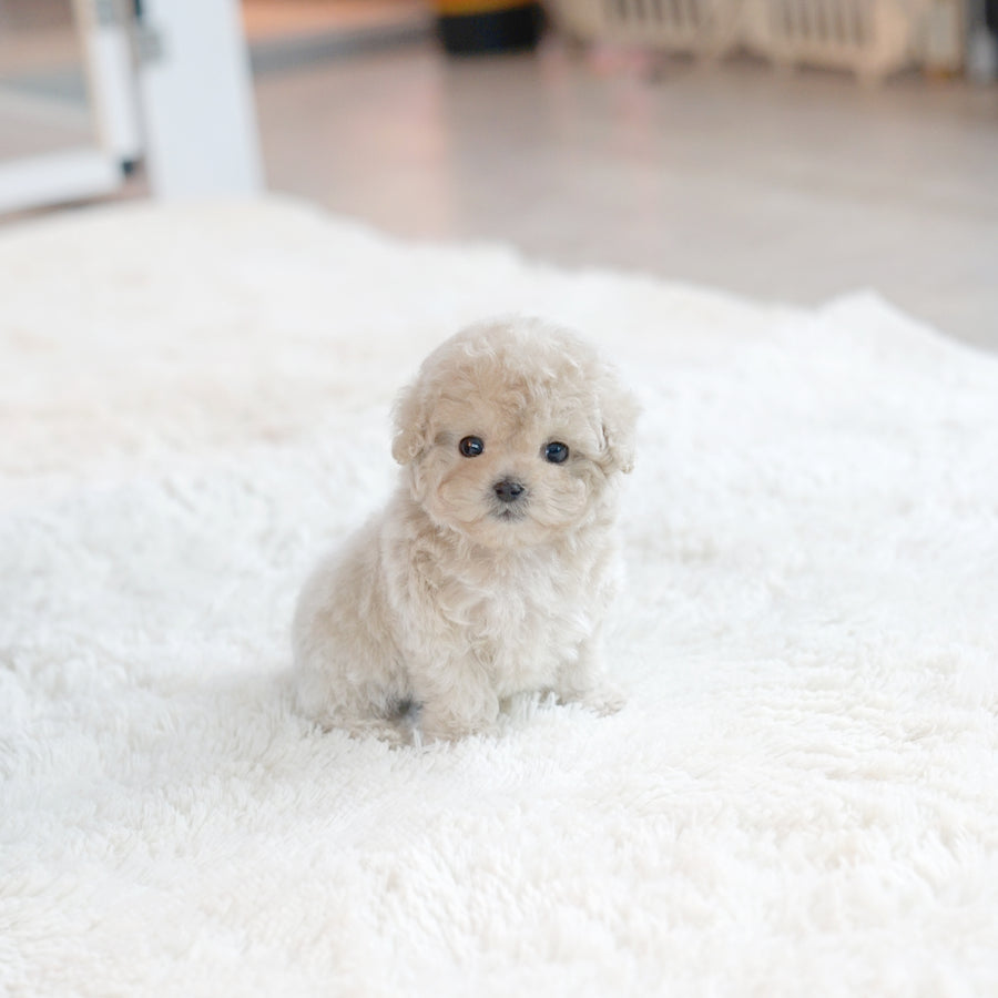 Tiny Poodle - Peter