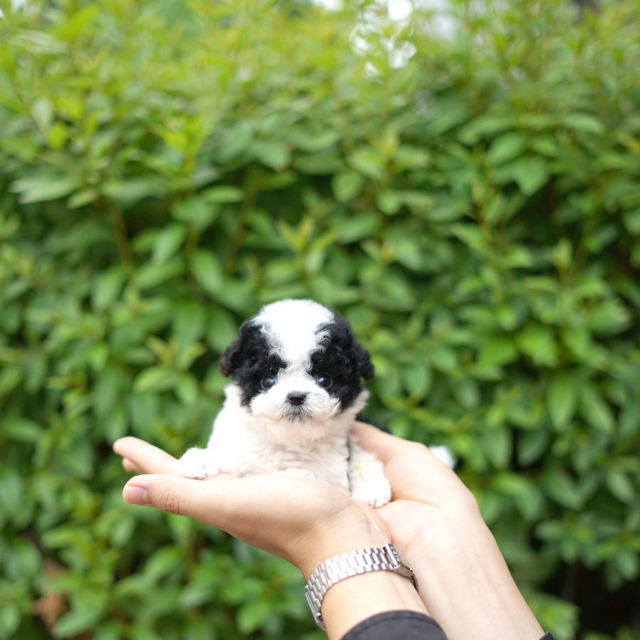 Tiny Poodle - Aaron