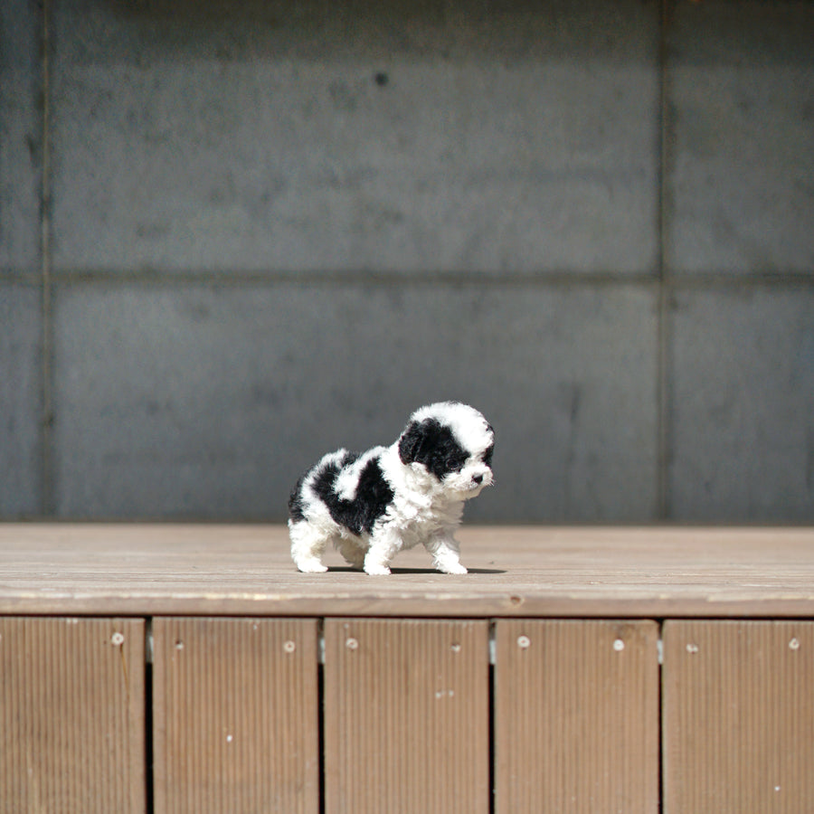 Tiny Poodle - Aaron