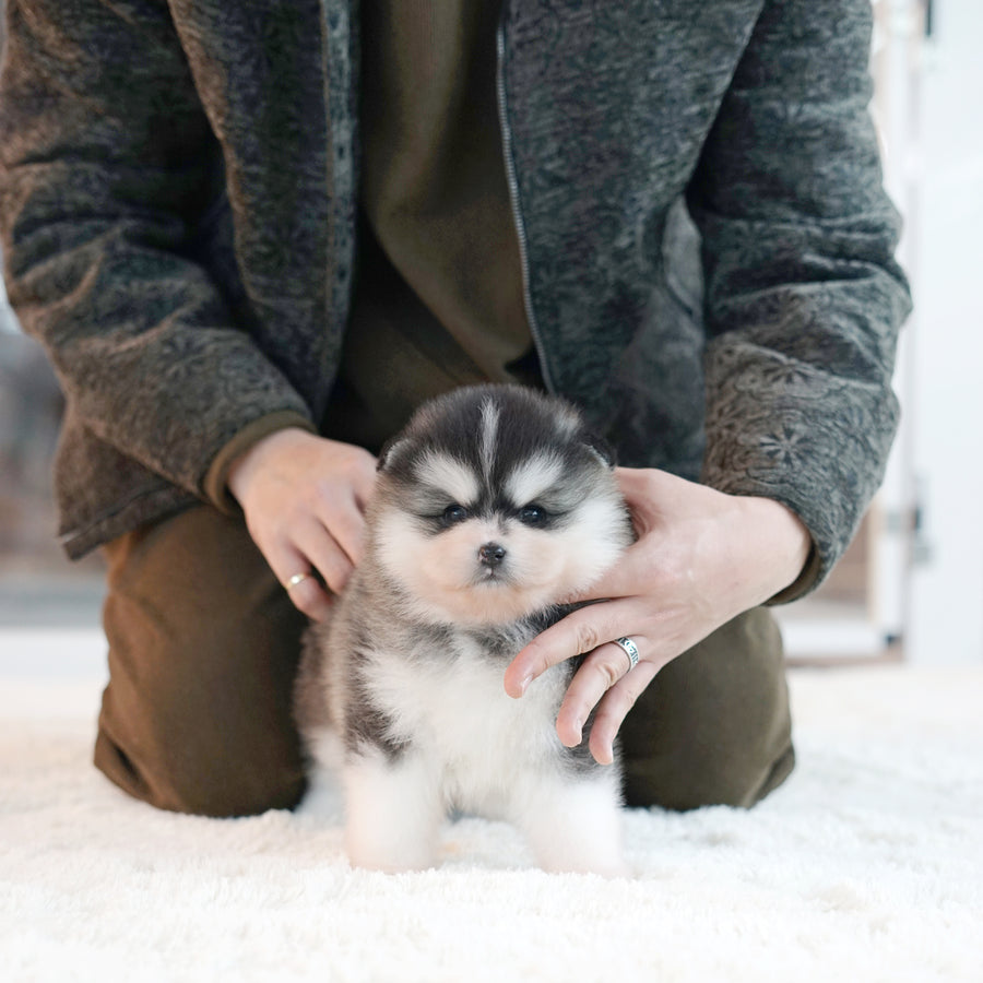 Pomsky - Thomas