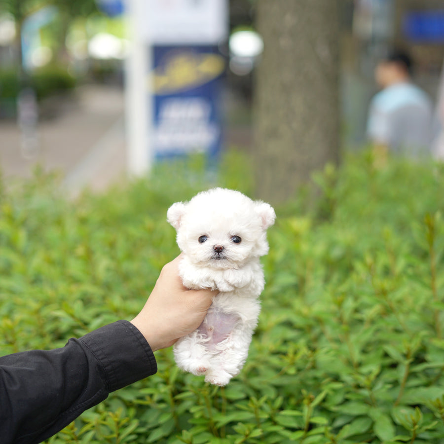 Teddy Bichon - Allan