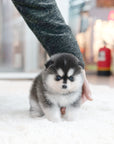 Pomsky - Walter