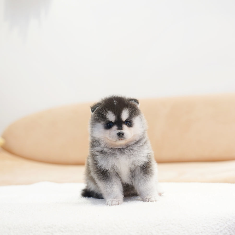 Pomsky - Walter