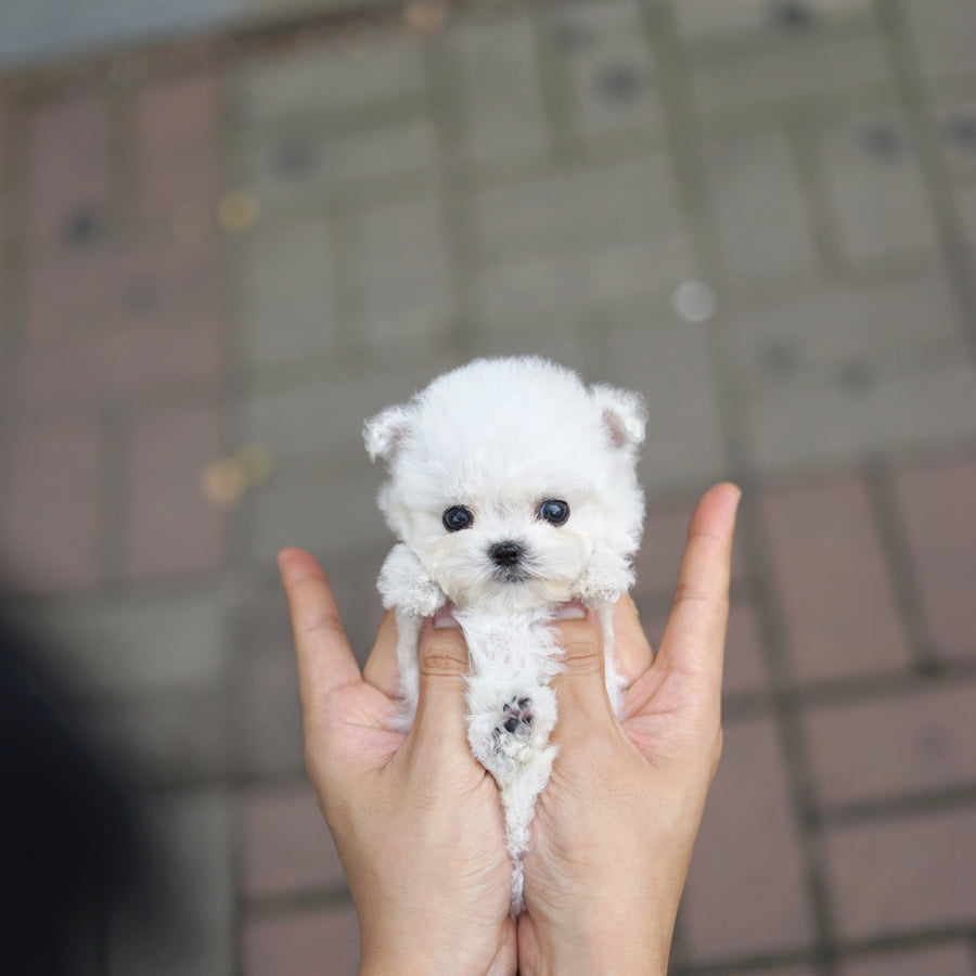 Teddy Bichon - Cody