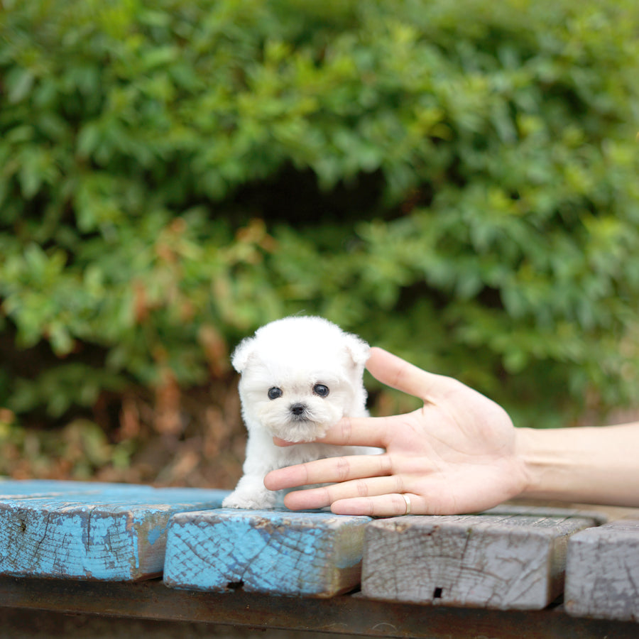 Teddy Bichon - Cody