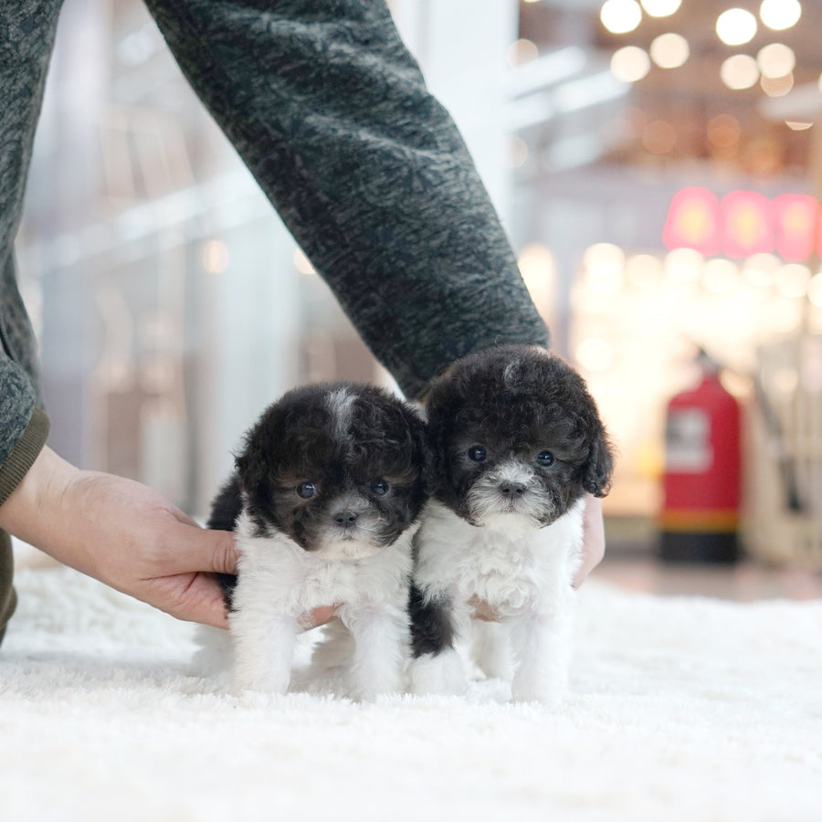 Tiny Silver Poodle - kelly