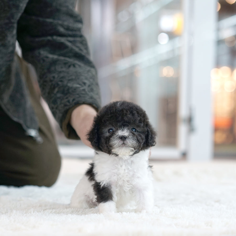 Tiny Silver Poodle - kelly