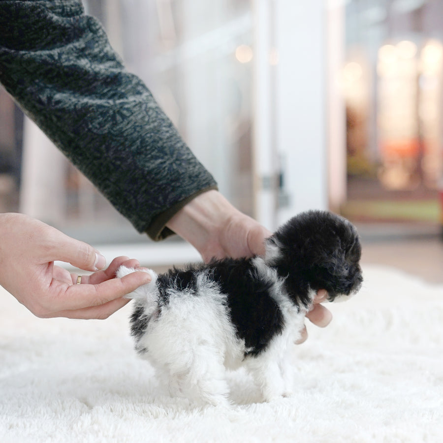 Tiny Silver Poodle - Kiara