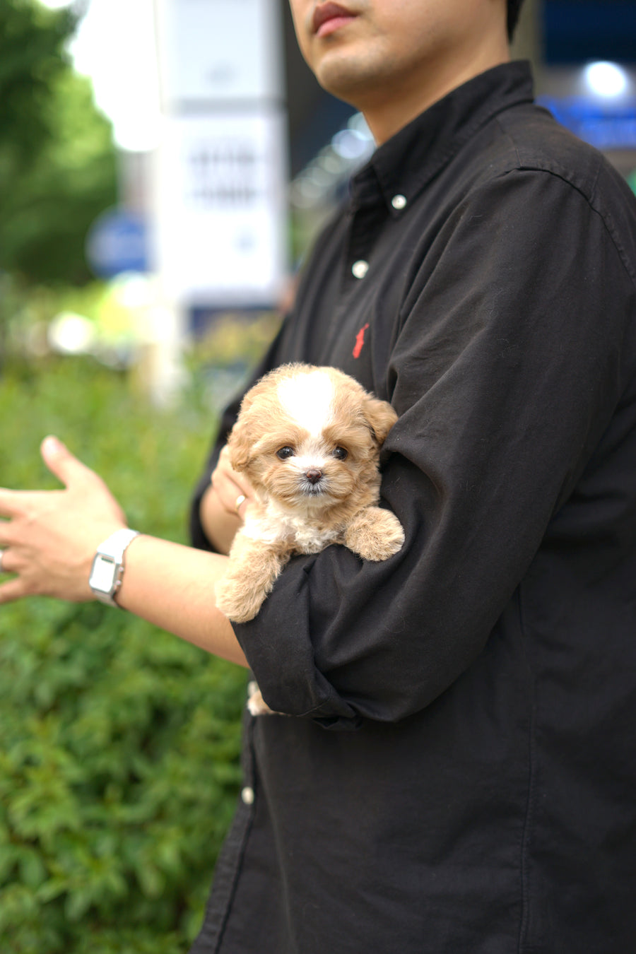 Mini Maltipoo - Bibi