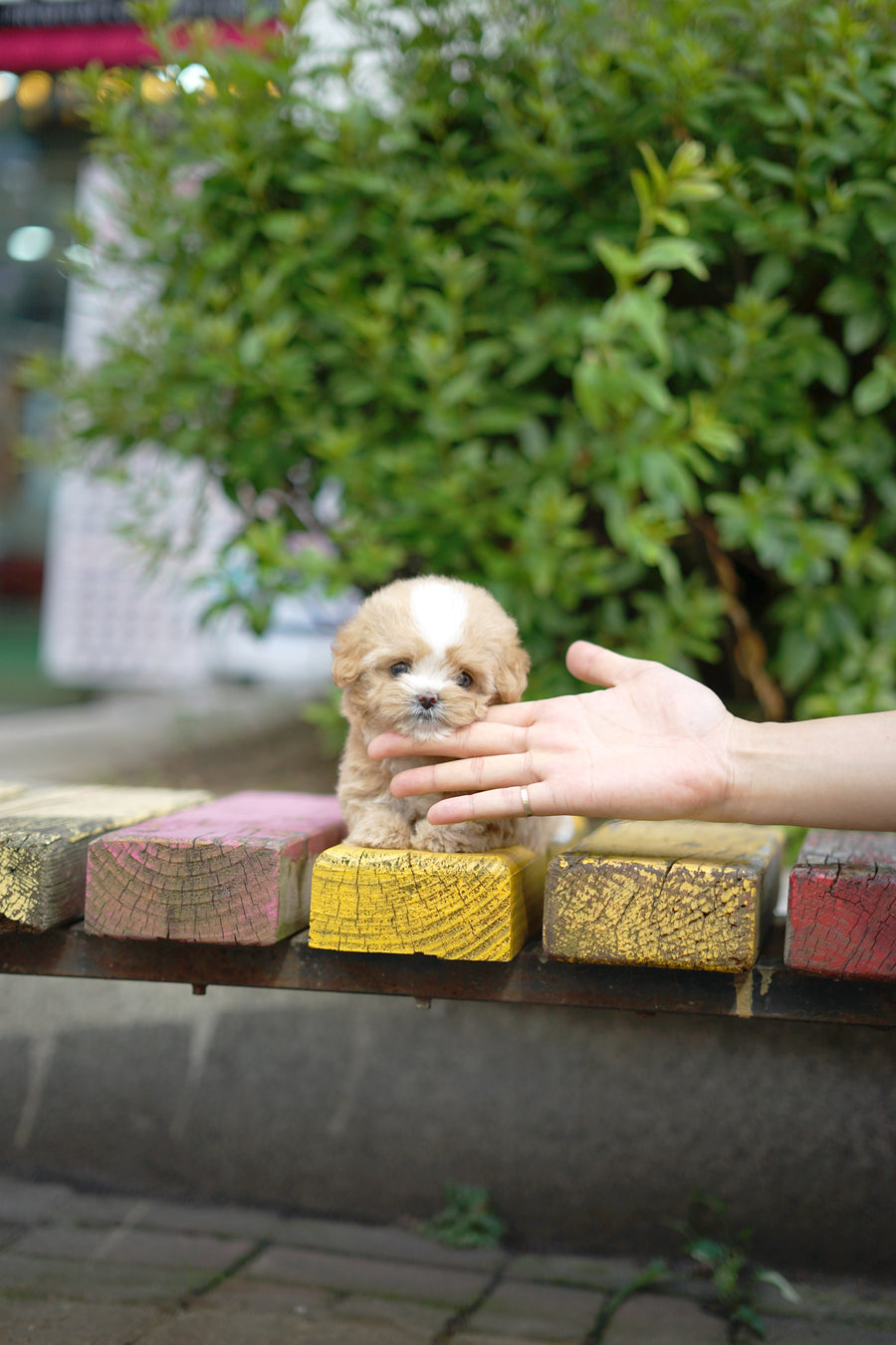 Mini Maltipoo - Bibi