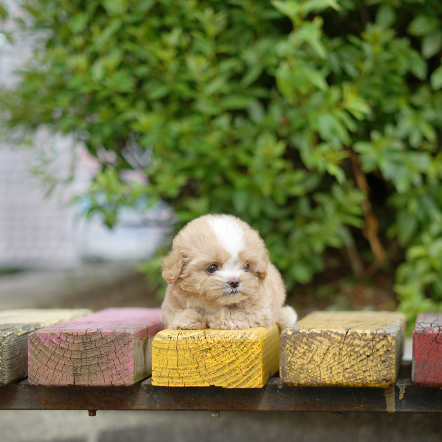 Mini Maltipoo - Bibi