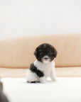 Tiny Silver Poodle - kelly