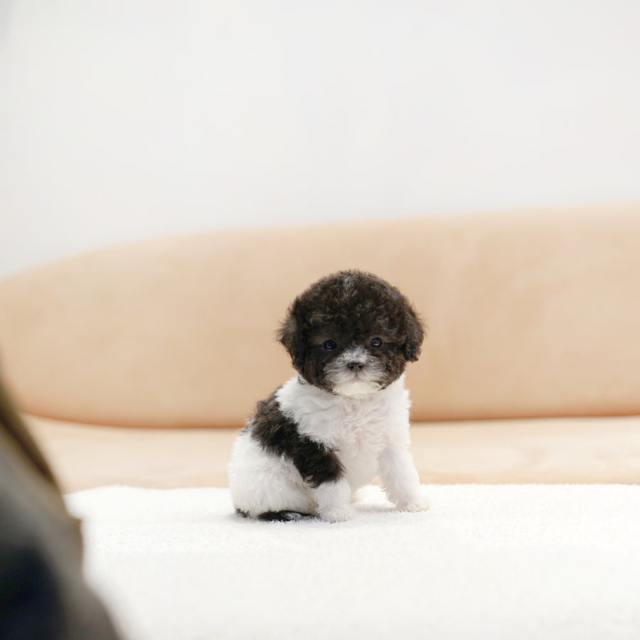 Tiny Silver Poodle - kelly