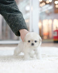 Mini Maltipoo - Mackenzie