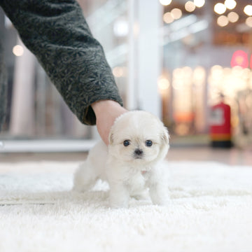 Mini Maltipoo - Mackenzie