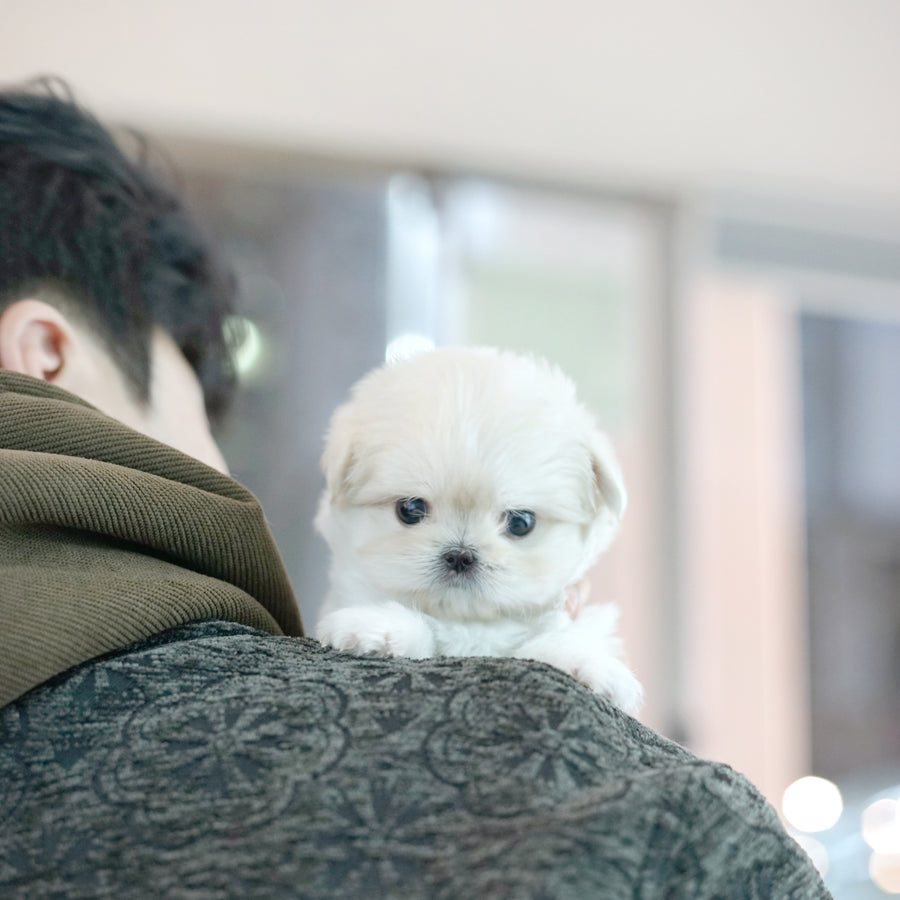 Mini Maltipoo - Mackenzie