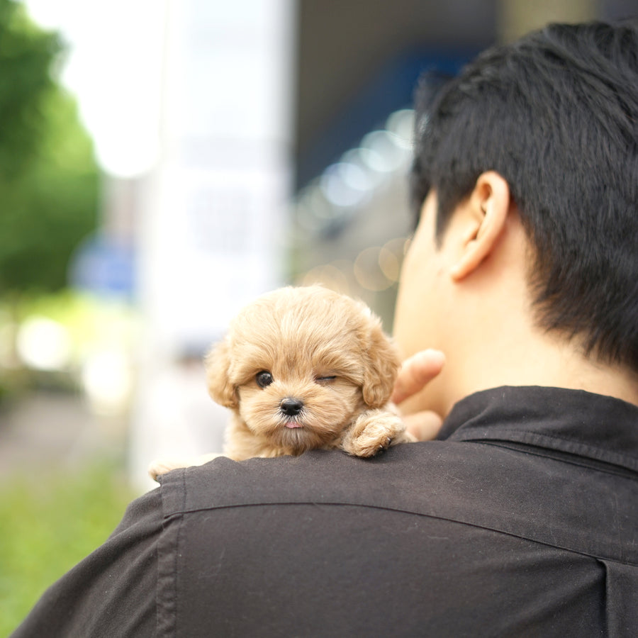 Mini Maltipoo - Courtney