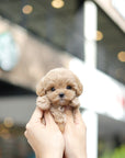 Mini Maltipoo - Courtney