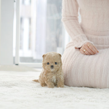 Mini Maltipoo - Joy