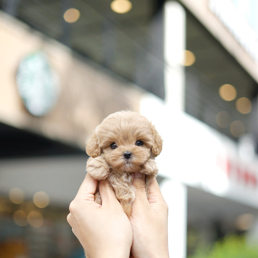 Mini Maltipoo - Courtney