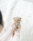 Mini Maltipoo - Joy