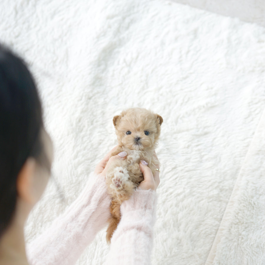 Mini Maltipoo - Joy