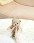 Mini Maltipoo - Joy