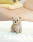 Mini Maltipoo - Joy