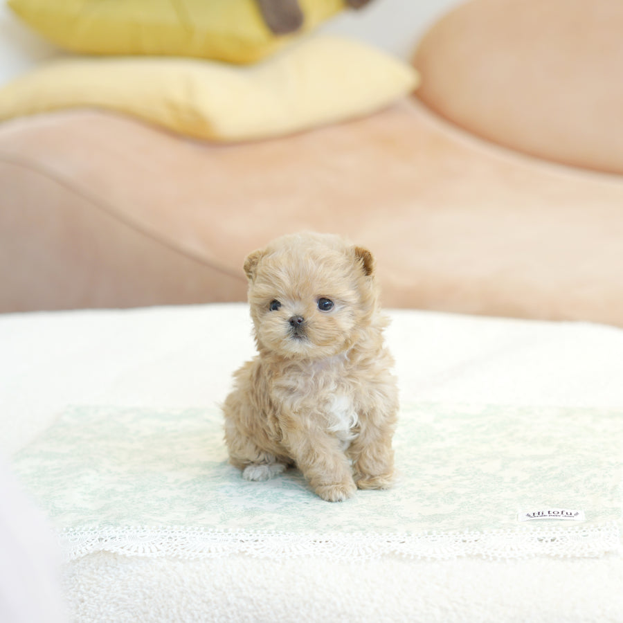 Mini Maltipoo - Joy