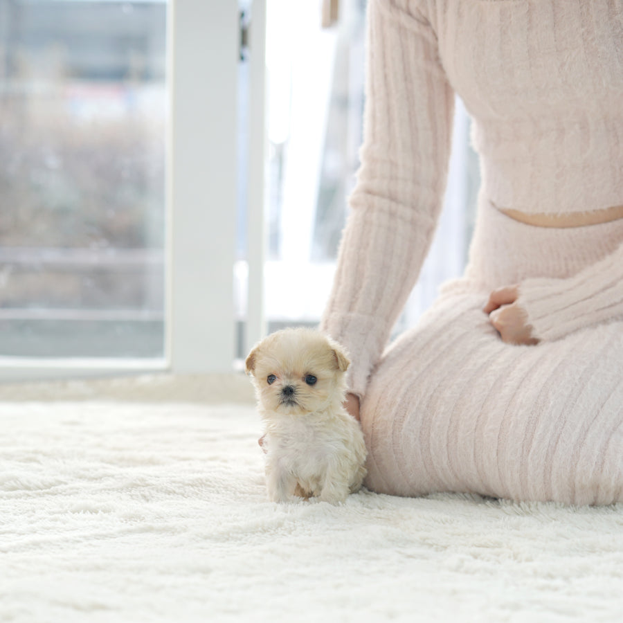 Mini Maltipoo - Angella