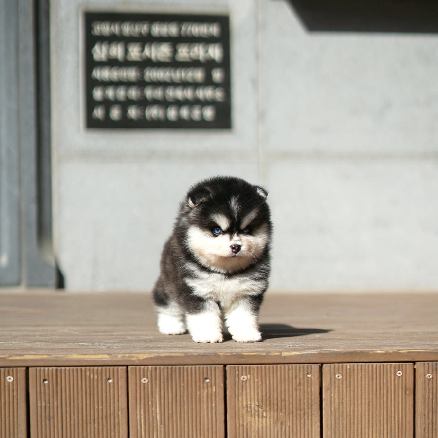 Pomsky - Alber