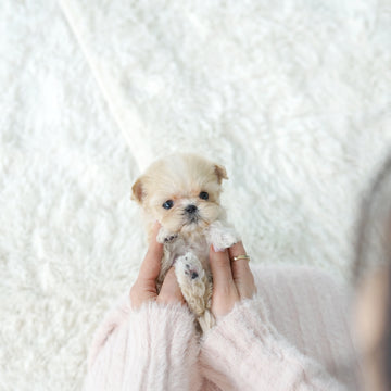 Mini Maltipoo - Angella