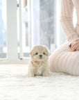 Mini Maltipoo - Barbara