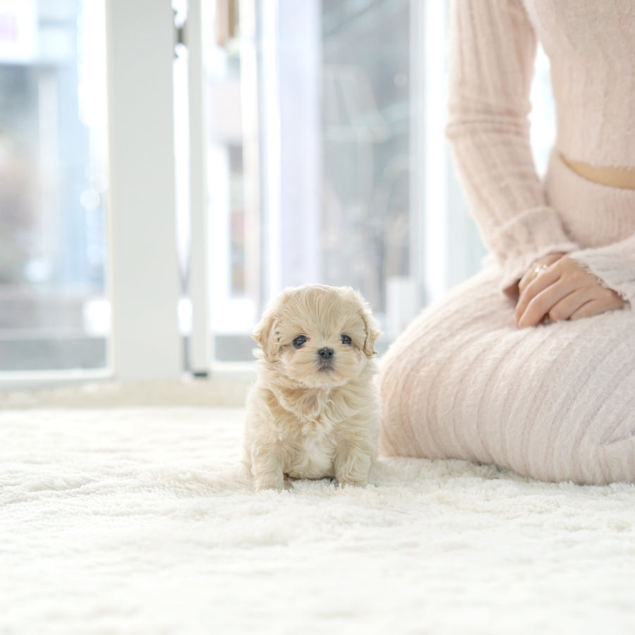 Mini Maltipoo - Barbara